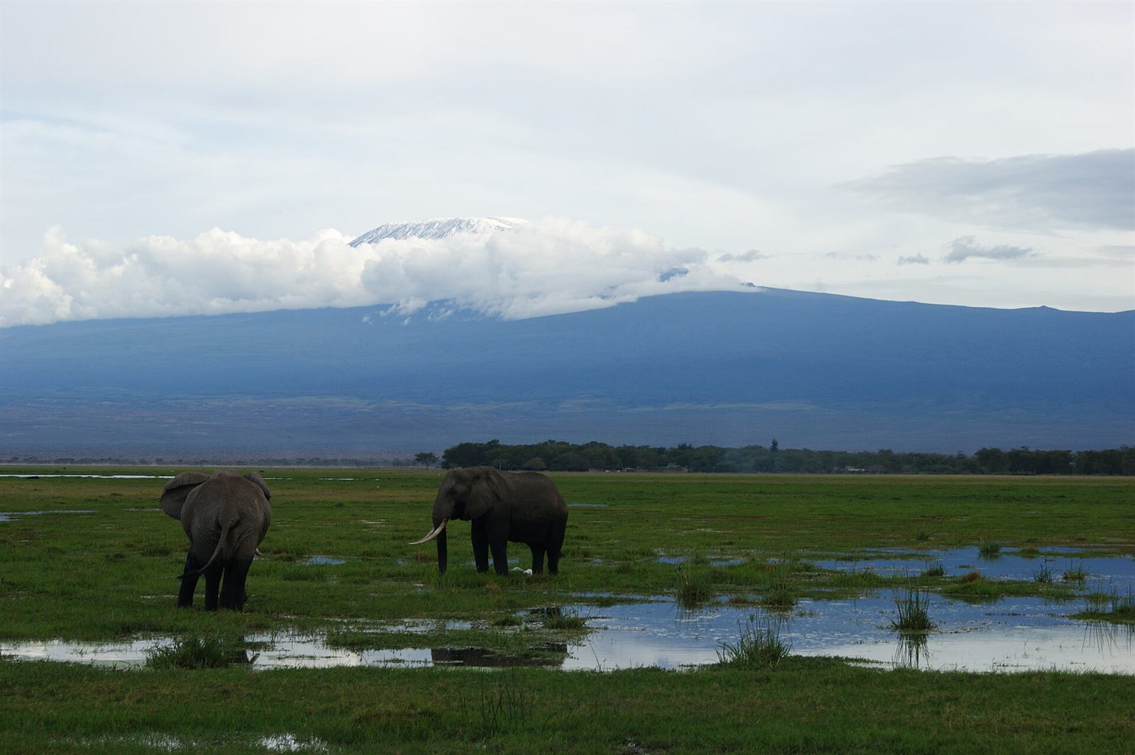 Elefanten vor dem Kilimandscharo im Amboseli-Nationalpark, Kenia