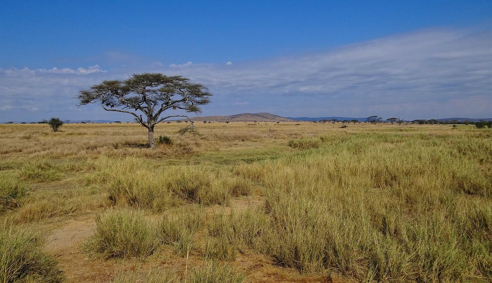 Akazie in der weiten Graslandschaft der Serengeti, Tansania