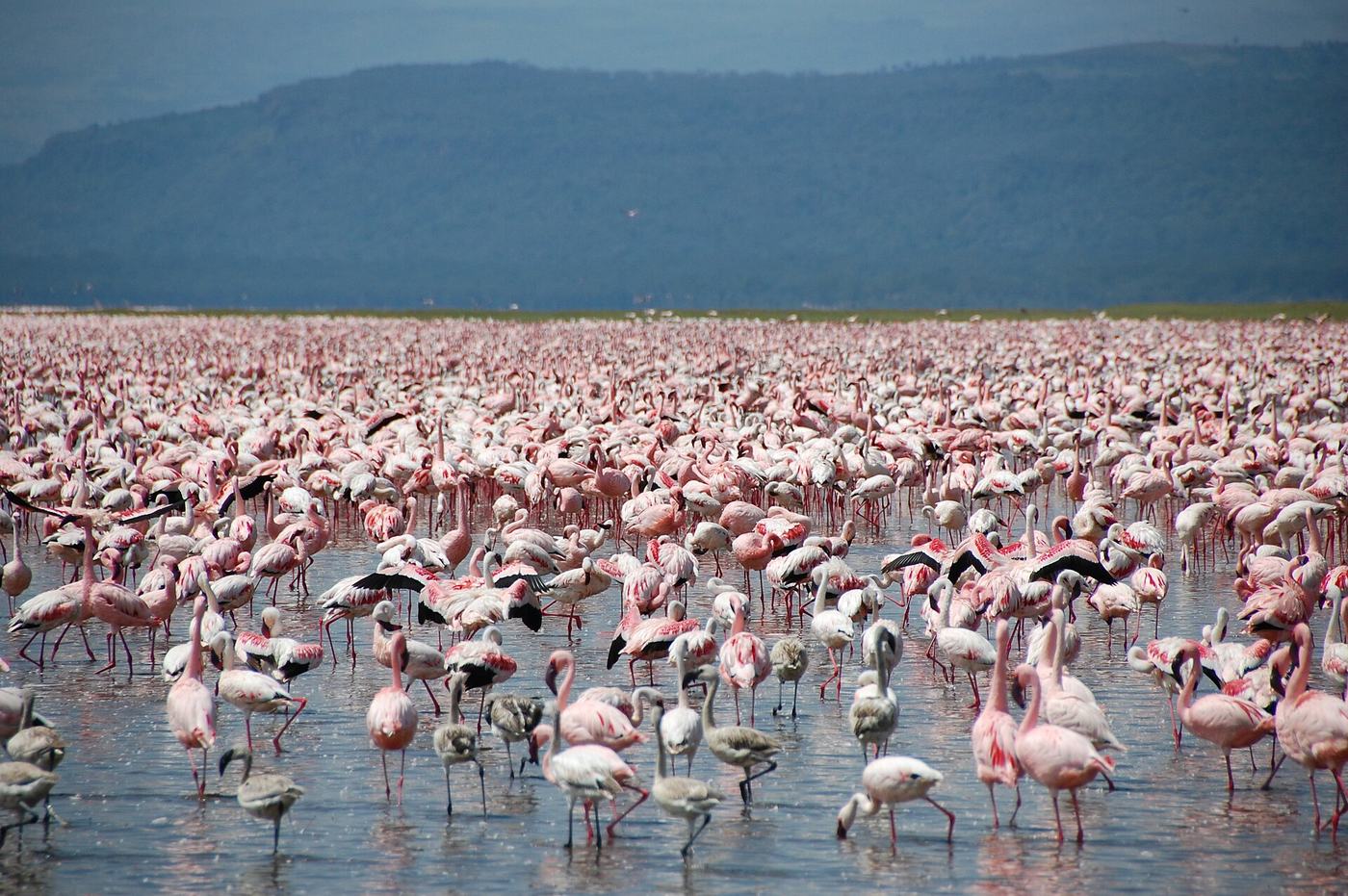 Tausende Flamingos säumen das Ufer des Lake Nakuru