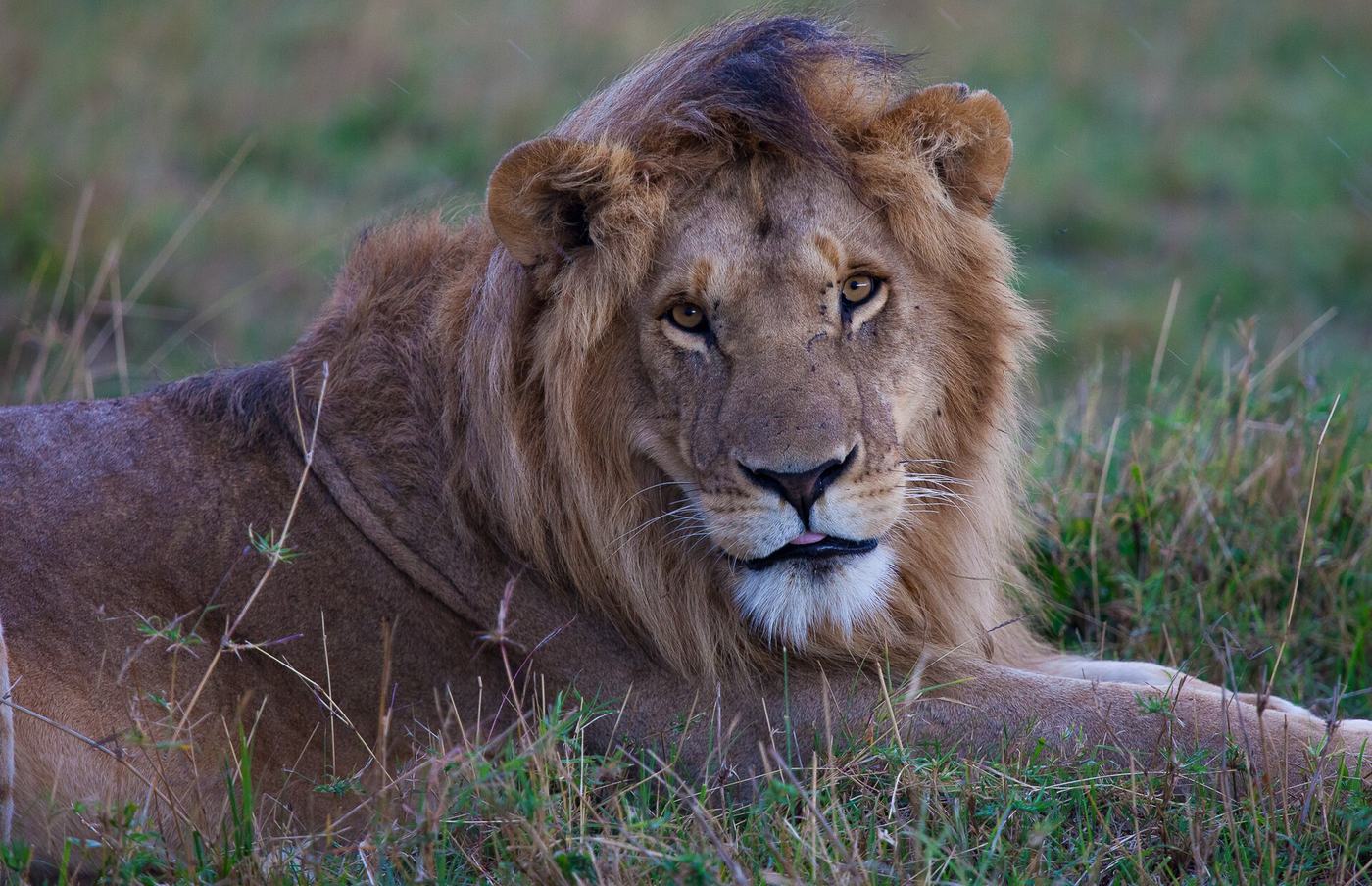 Männlicher Löwe mit voller Mähne ruht im Gras der Masai Mara
